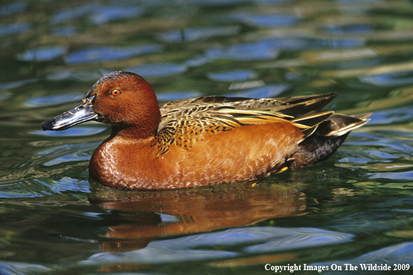 Cinnamon Teal Duck