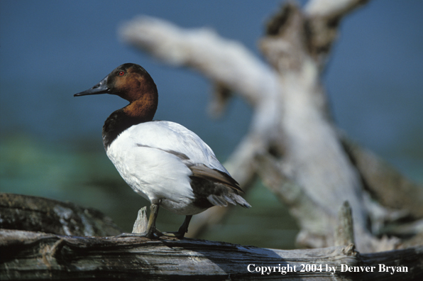 Canvasback drake standing on a log