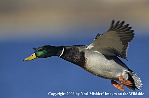 Mallard drake in flight.