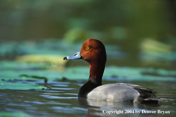 Redhead drake in water