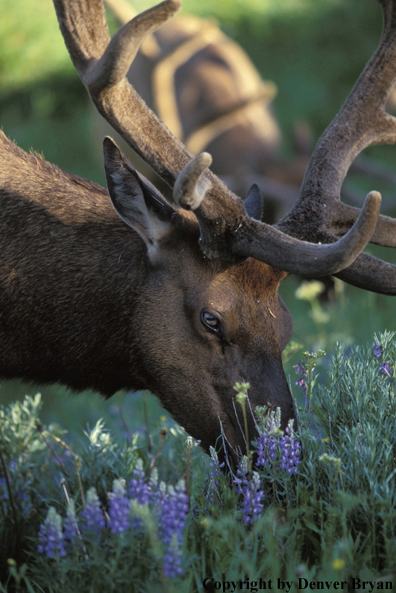 Bull elk in habitat.