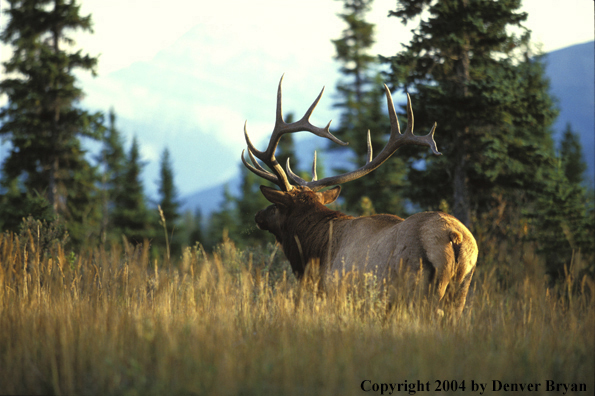 Bull elk in habitat.