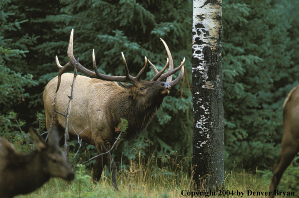 Bull elk bugling with cows