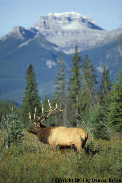 Bull elk in habitat.