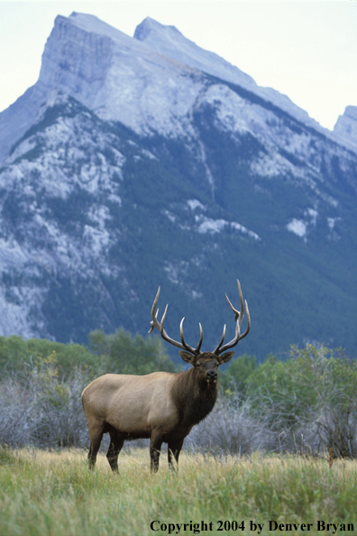 Bull elk in habitat.