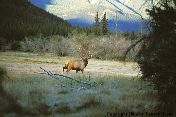 Bull elk in habitat.