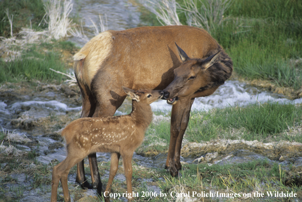 Rocky Mountain cow elk and calf in habitat.