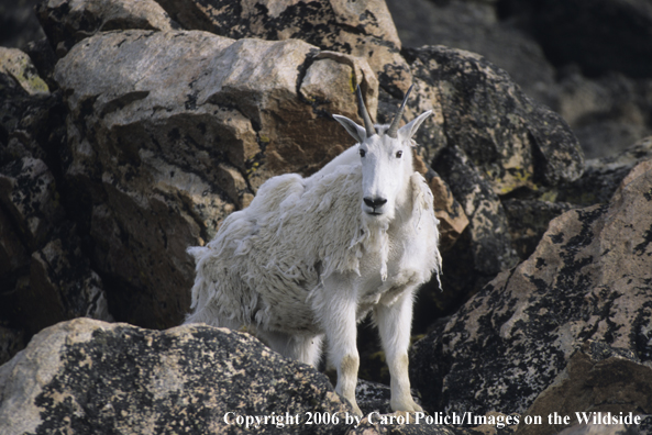 Rocky Mountain goat in habitat.