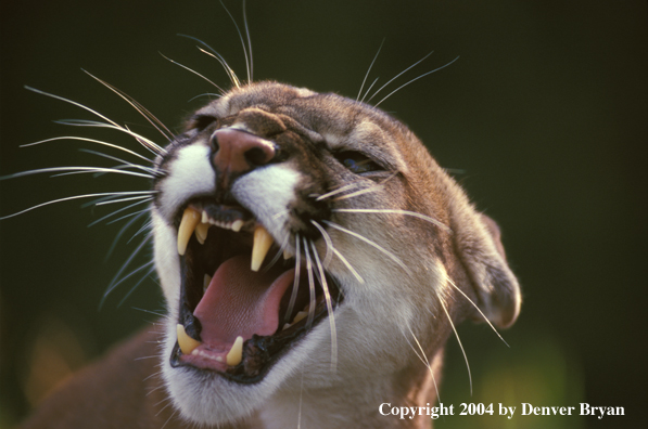 Mountain lion snarling.