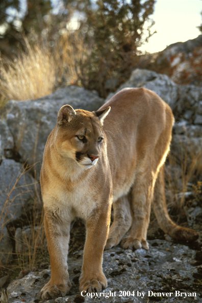 Mountain lion in habitat