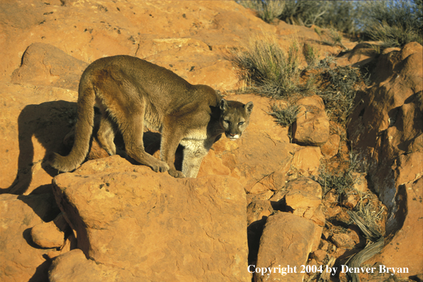 Mountain lion in habitat