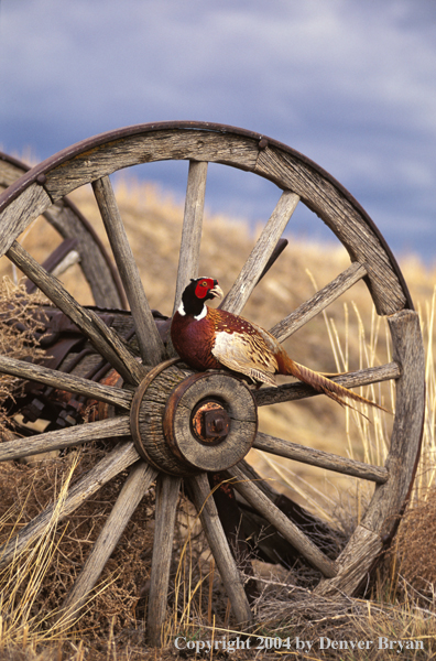 Ring-necked Pheasant cock on wheel