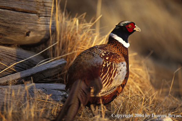 Ring-necked Pheasant cock by wood pile