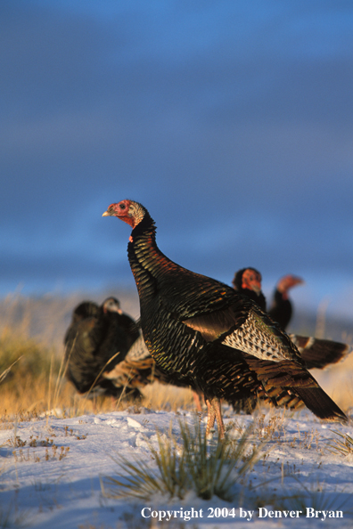 Flock of Merriam turkeys in winter.