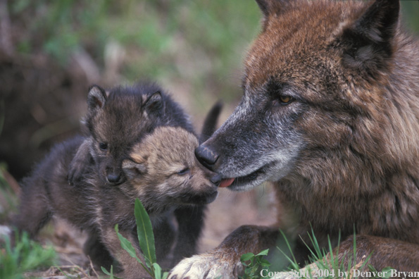 Gray wolf with pups.