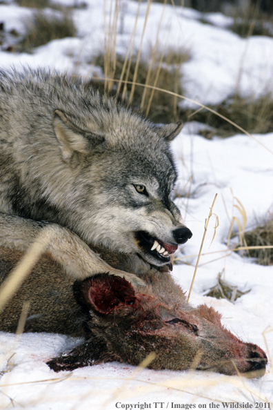 Gray wolf snarling over kill