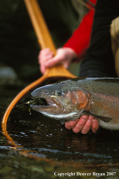 Rainbow Trout.