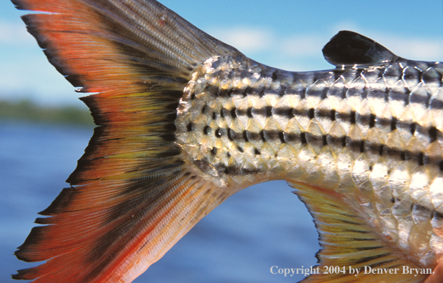 African tigerfish tail.