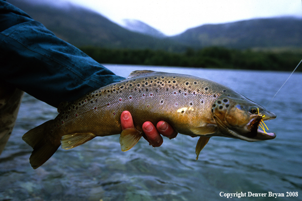 Brown Trout with Fly