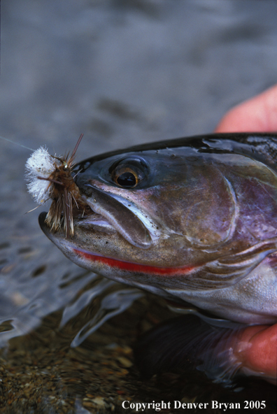 Cutthroat trout on fly.