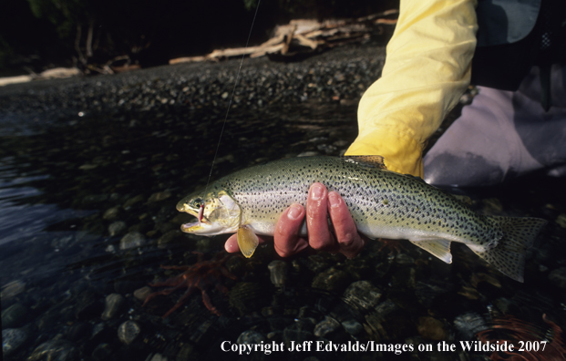 Cutthroat Trout