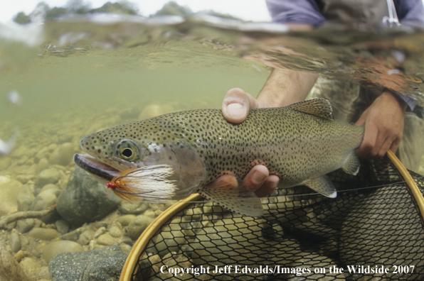 Rainbow Trout