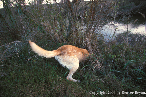 Yellow Labrador Retriever in field