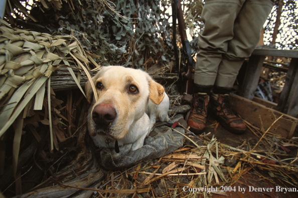 Yellow Labrador Retriever in blind 