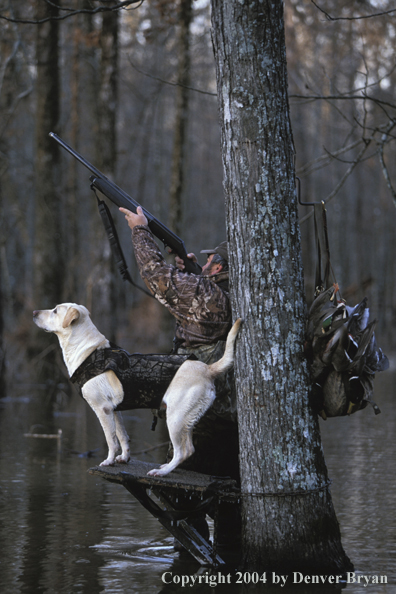 Waterfowl hunter shooting at duck with yellow Lab. 