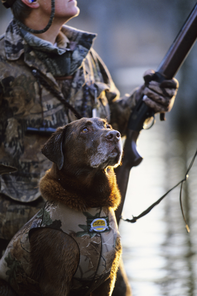 Waterfowl hunter with chocolate Lab.