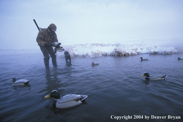 Waterfowl hunter with black Lab setting decoys. 