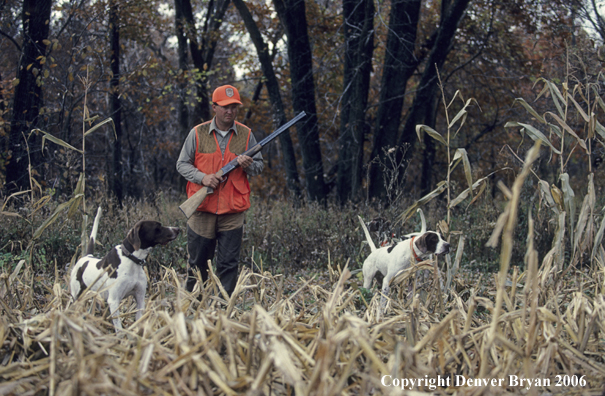 Upland game bird hunter with dogs hunting.