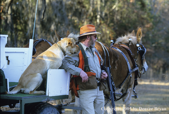 Upland hunter with yellow lab and mule drawn carriage.