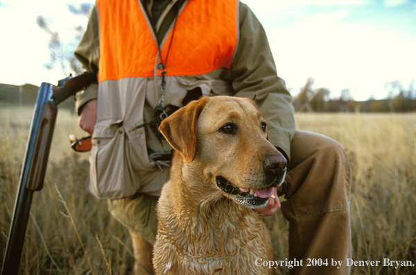 Yellow Labrador Retriever with hunter