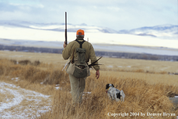 Upland bird hunter with English Setter.