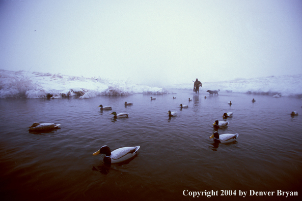 Waterfowl hunter with black Lab. 