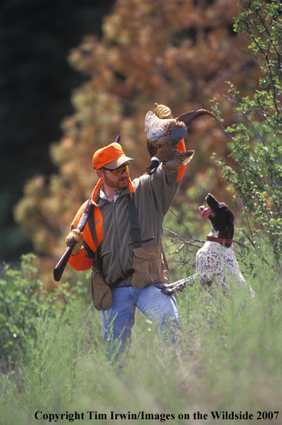 Upland game bird hunter with bagged pheasant and German Shorthaired Pointer.    