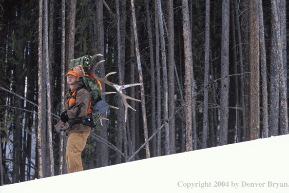 Big game hunter packing elk rack out on snowshoes.