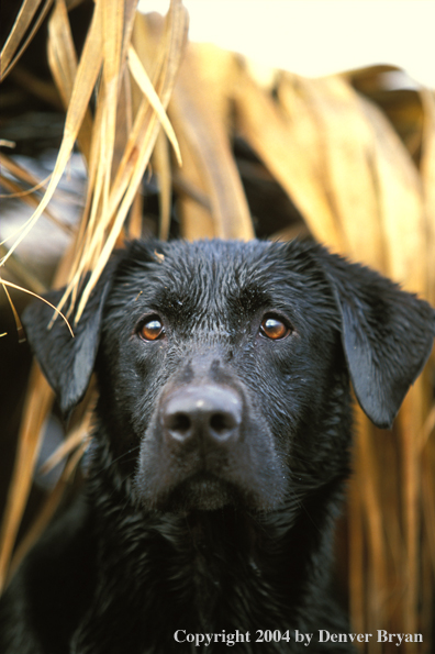 Black Labrador Retriever 