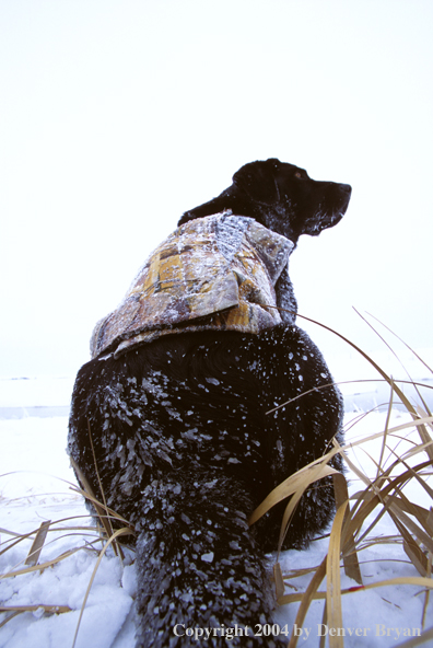 Black Labrador Retriever 