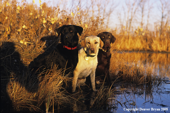 Labrador Retrievers