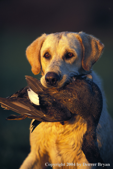 Yellow Labrador Retriever with gadwall