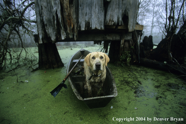 Labrador retriever in/near duck blind in bald cypress swamp.