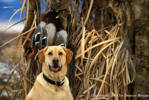 Yellow Labrador Retriever with mallard