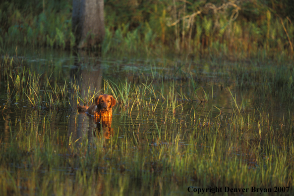 Golden Retriever in water.