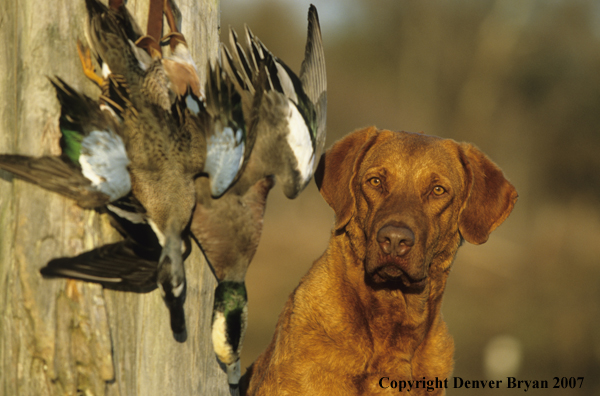 Chesapeake Bay Retriever on porch