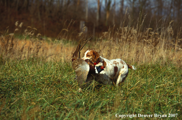 Brittany spaniel retrieving a pheasant