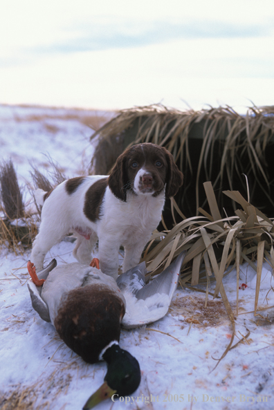 Springer spaniel pup with bagged duck