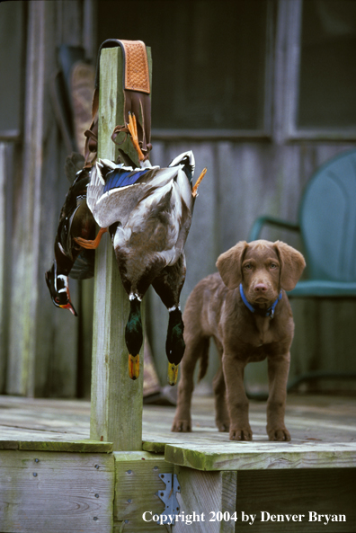 Chocolate Labrador Retriever pup with bagged ducks.