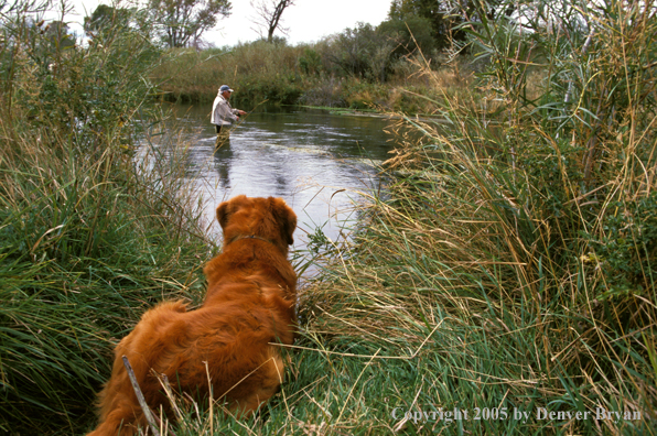 Golden Retriever with flyfisherman.